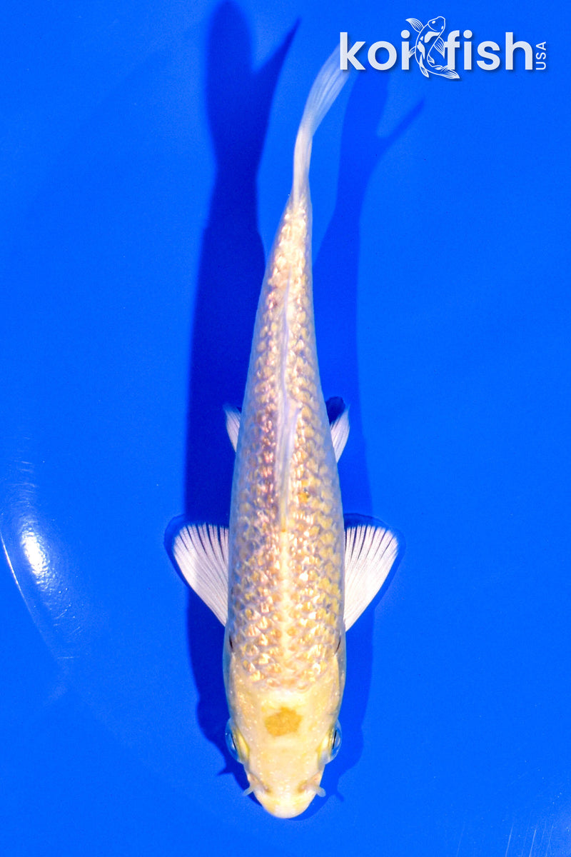 4.75" GINRIN YAMABUKI OGON