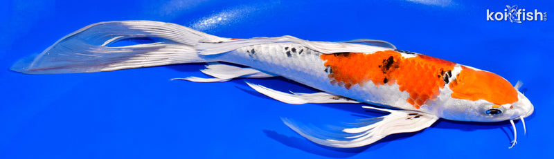 13" YAMATO NISHIKI BUTTERFLY