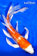 7" GINRIN HARIWAKE BUTTERFLY