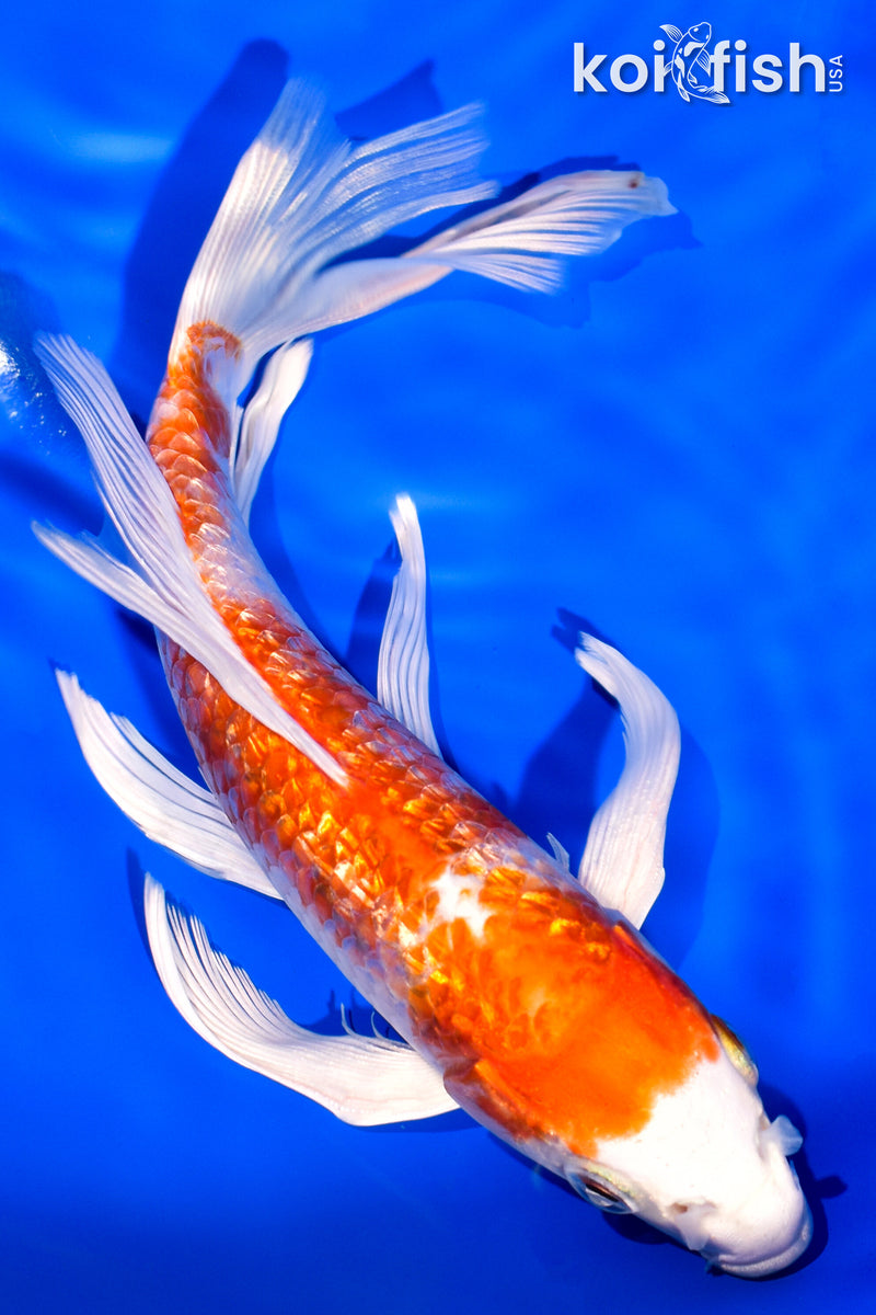 7" GINRIN HARIWAKE BUTTERFLY