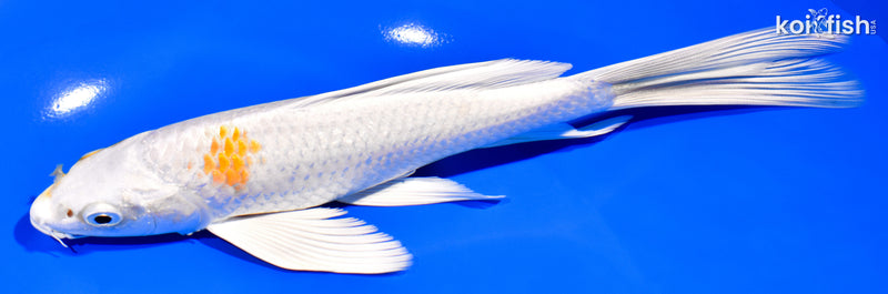 8" HARIWAKE BUTTERFLY