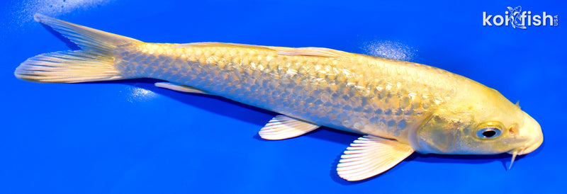 8" GINRIN YAMABUKI OGON
