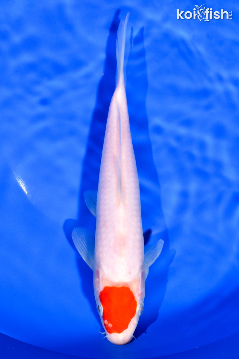 8.25" TANCHO KOHAKU