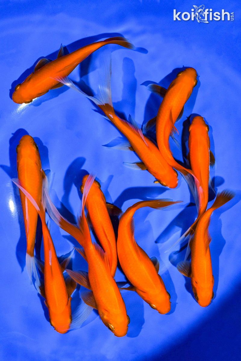 (10) 4-5" ASSORTED GOLDFISH