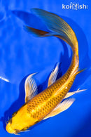 7.75" KI MATSUBA BUTTERFLY