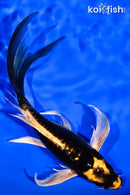 7.75" KABUTO BUTTERFLY