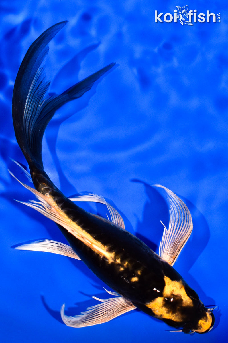 7.75" KABUTO BUTTERFLY