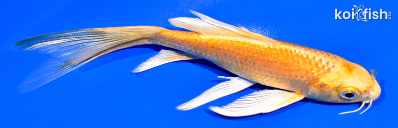 5.75" YAMABUKI OGON BUTTERFLY