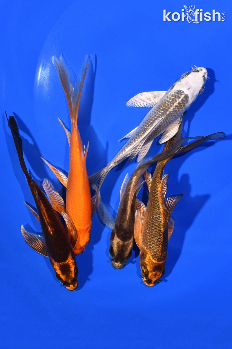 PACK OF (5) 4-5" BUTTERFLY KOI