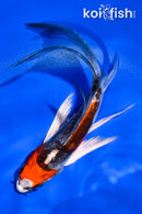 5" ARAGOKE BENI KIKOKURYU BUTTERFLY