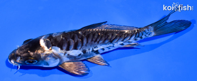 5.25" ARAGOKE KIKOKURYU