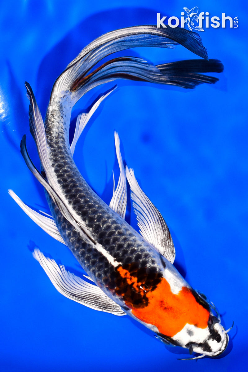 8" KUJAKU BUTTERFLY