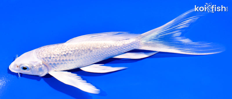 5.75" GINRIN PLATINUM OGON BUTTERFLY