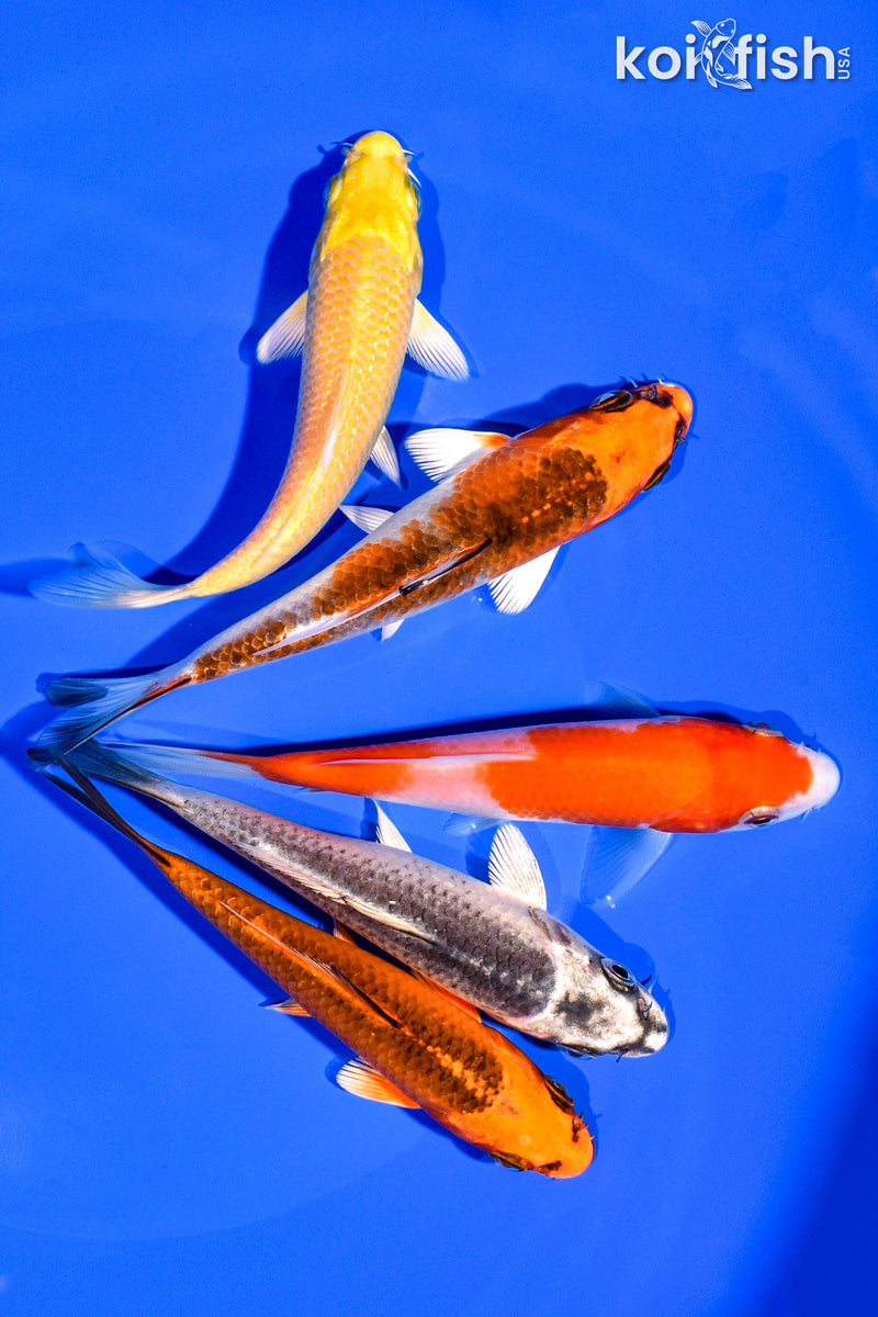 PACK OF (5) 4-5" STANDARD KOI