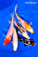 PACK OF (5) 3-4" MIXED STANDARD KOI