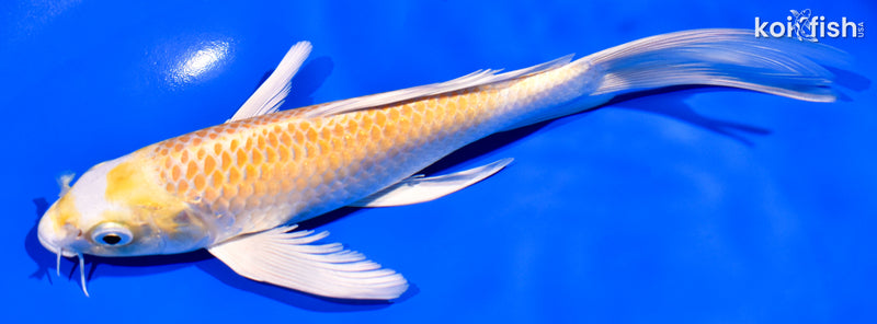 7.75" LEMON HARIWAKE BUTTERFLY