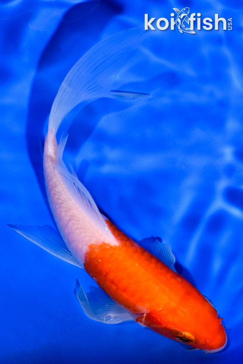 5.25" KOHAKU BUTTERFLY