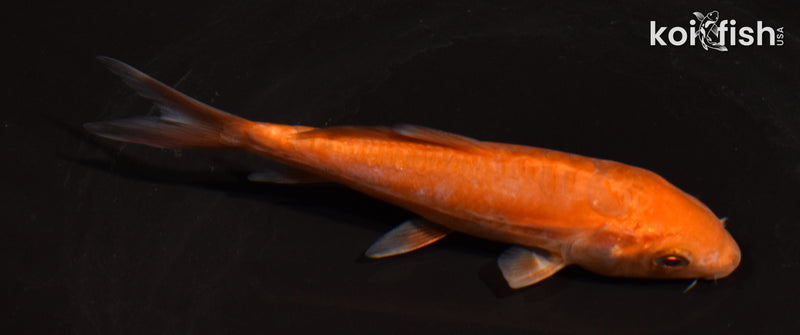 5" DOITSU CHAGOI