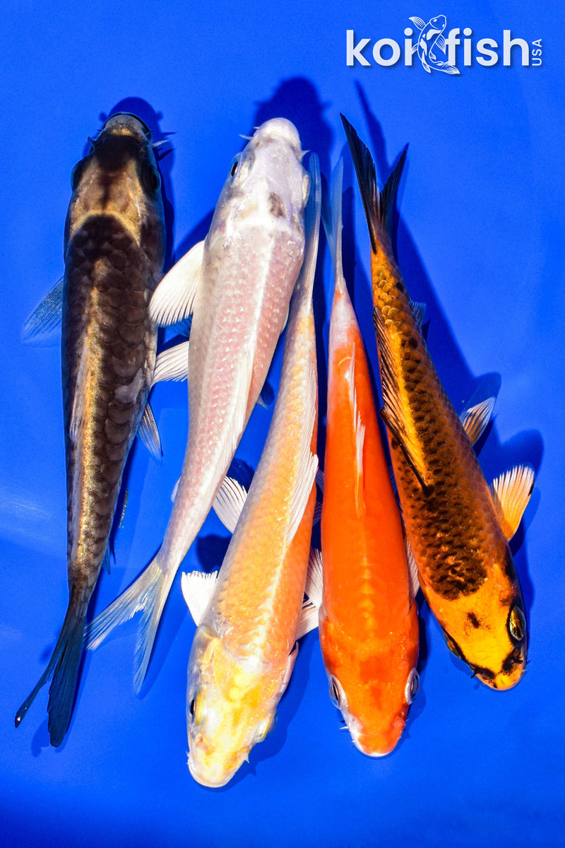 PACK OF (5) 4-5" STANDARD KOI