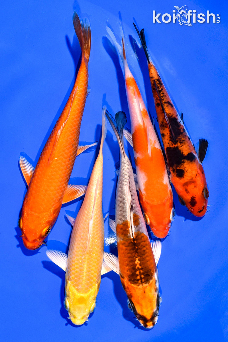 PACK OF (5) 4-5" STANDARD KOI