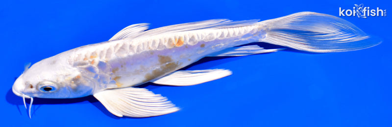 7" DOITSU HARIWAKE BUTTERFLY