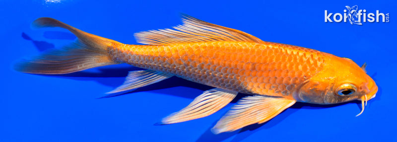 5.5" ORENJI OGON BUTTERFLY
