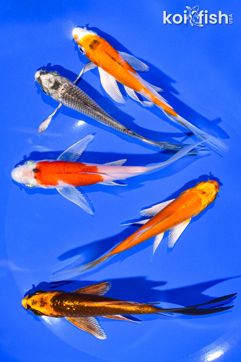 PACK OF (5) 4-5" BUTTERFLY KOI