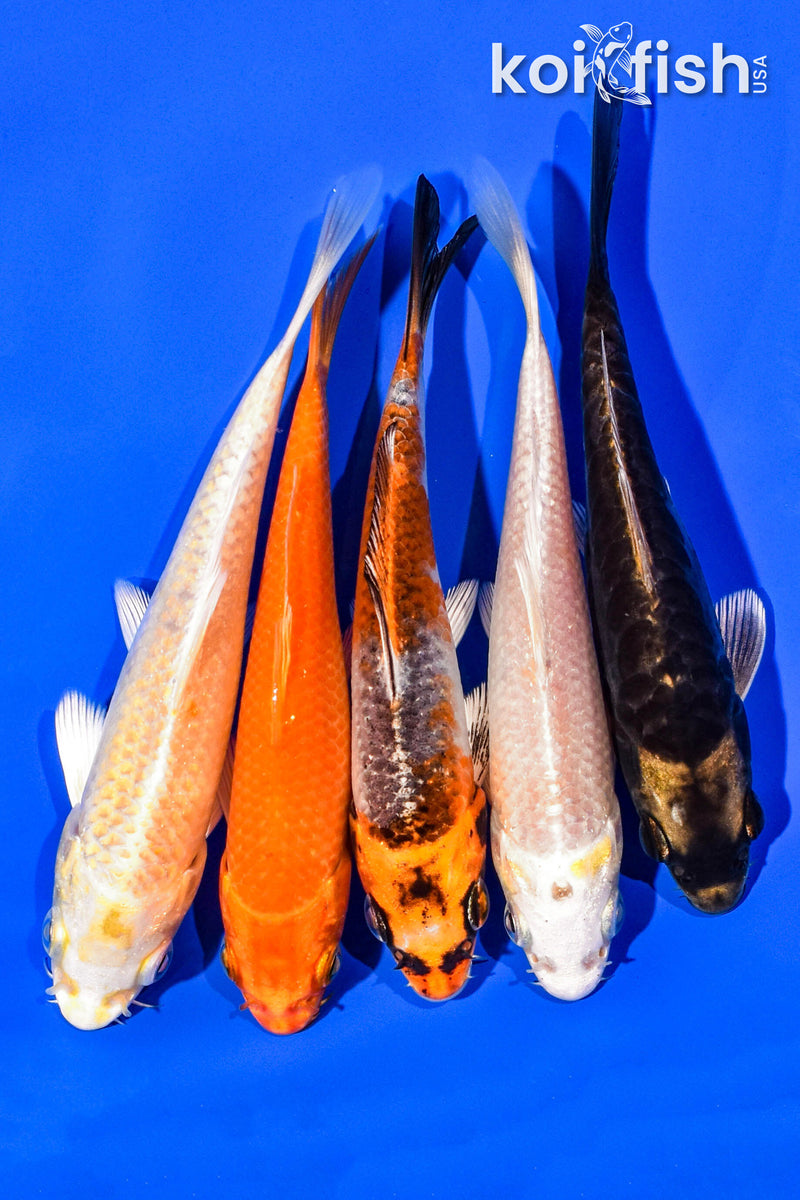 PACK OF (5) 4-5" STANDARD KOI