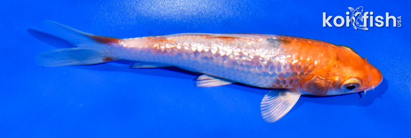5" GINRIN HARIWAKE