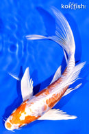 7.5" KIKUSUI BUTTERFLY