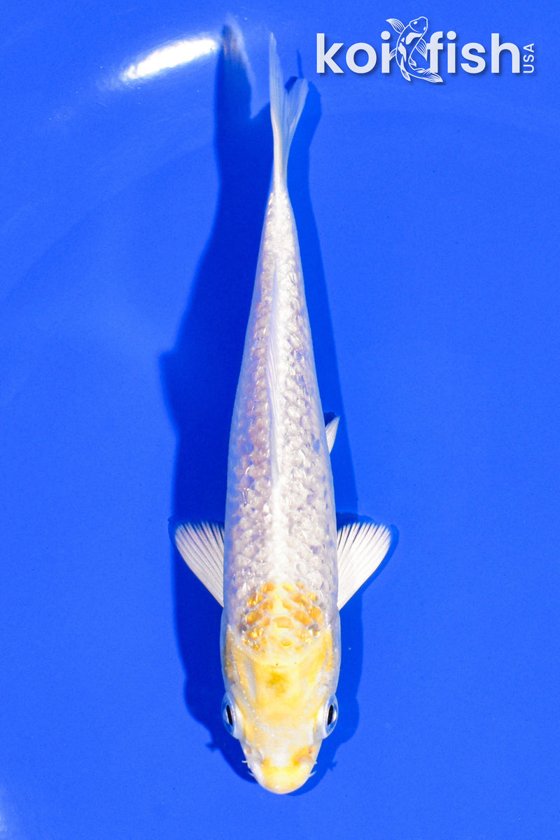 4.5" GINRIN HARIWAKE