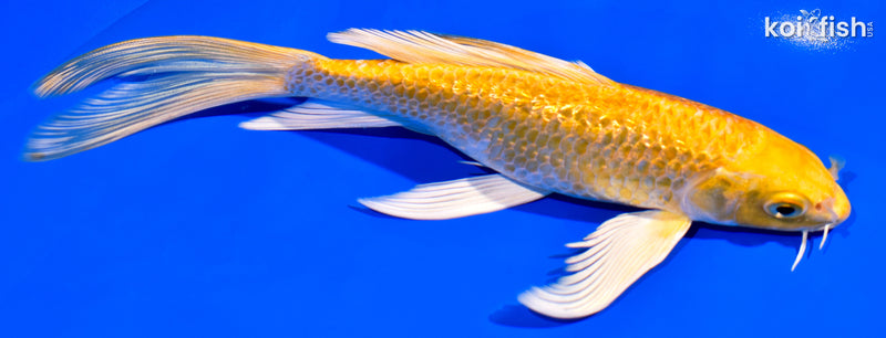 7.5" GINRIN YAMABUKI OGON BUTTERFLY