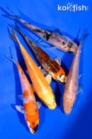 PACK OF (5) 3-4.5" STANDARD KOI