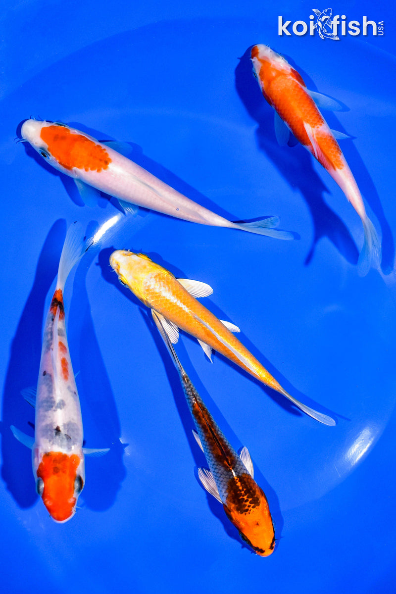 PACK OF (5) 5-6" STANDARD KOI