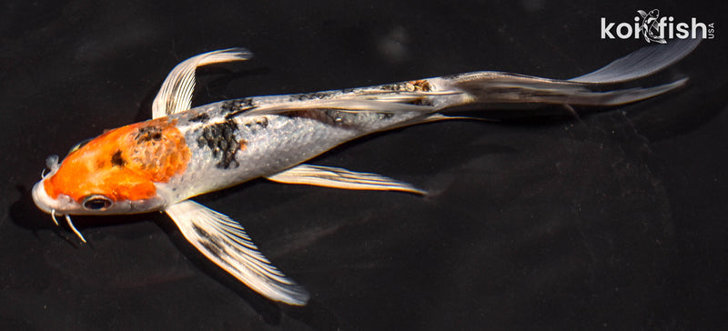 6" YAMATO NISHIKI BUTTERFLY