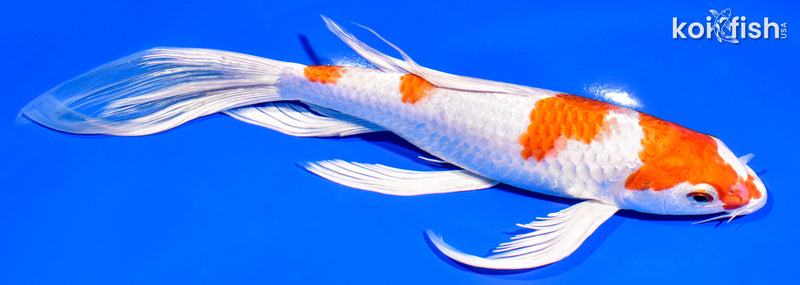 9.25" HARIWAKE BUTTERFLY