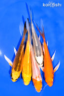 PACK OF (5) 5-6" BUTTERFLY KOI
