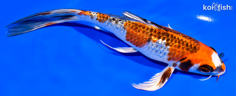 7.75" GINRIN BENI GINGA BUTTERFLY
