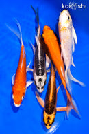 PACK OF (5) 5-6" BUTTERFLY KOI