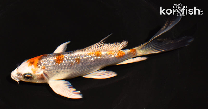 5.5" GINRIN BENI GINGA BUTTERFLY