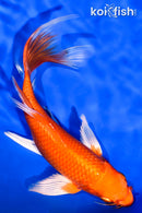 7.25" ORENJI OGON BUTTERFLY