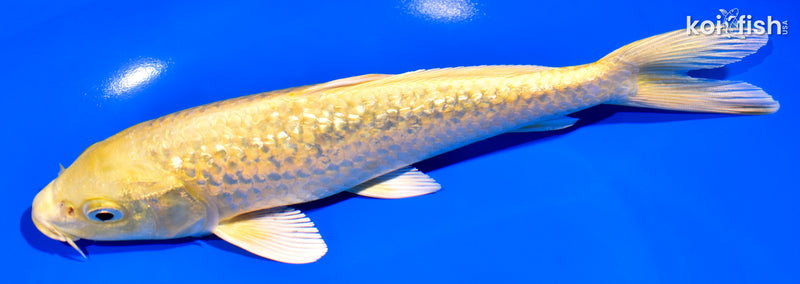8" GINRIN YAMABUKI OGON