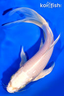 7.5" PLATINUM OGON BUTTERFLY