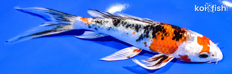 7" YAMATO NISHIKI BUTTERFLY
