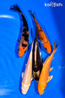PACK OF (5) 3-4" MIXED STANDARD KOI