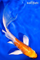 5.75" ARAGOKE KIKUSUI BUTTERFLY