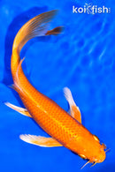 7.5" ORENJI OGON BUTTERFLY