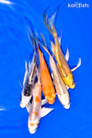 PACK OF (5) 5-6" BUTTERFLY KOI