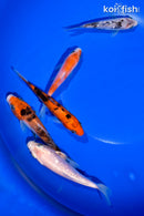 PACK OF (5) 4-4.5" STANDARD KOI