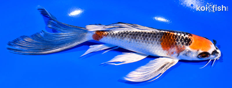 7.25" KUJAKU BUTTERFLY